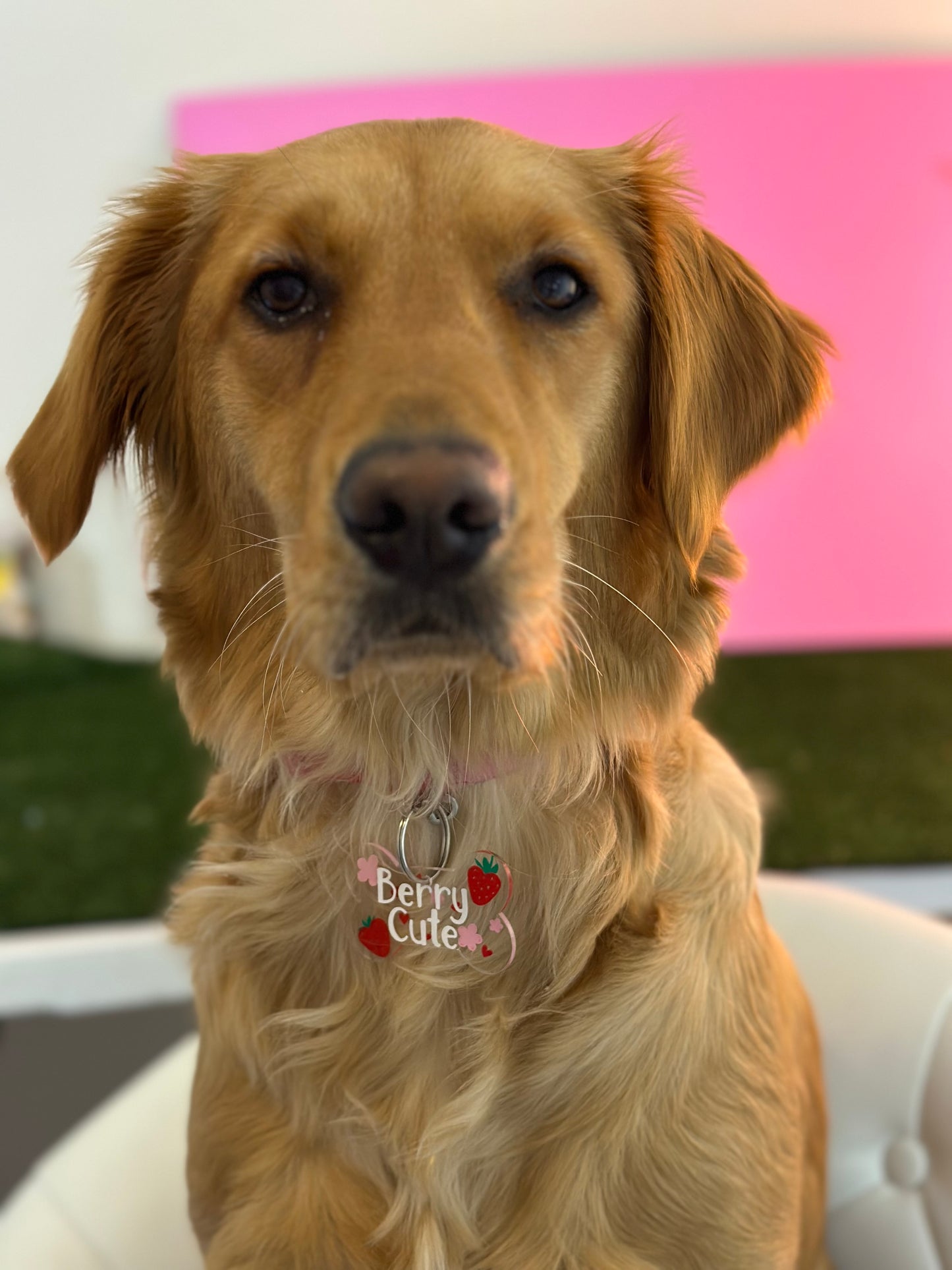 Berry Cute Dog Tag