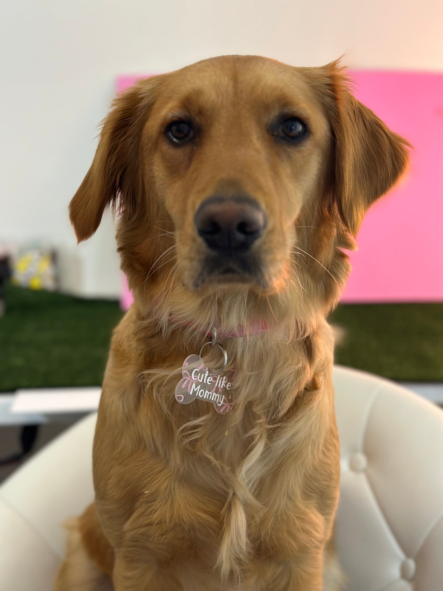 Pink Bow Dog Tag