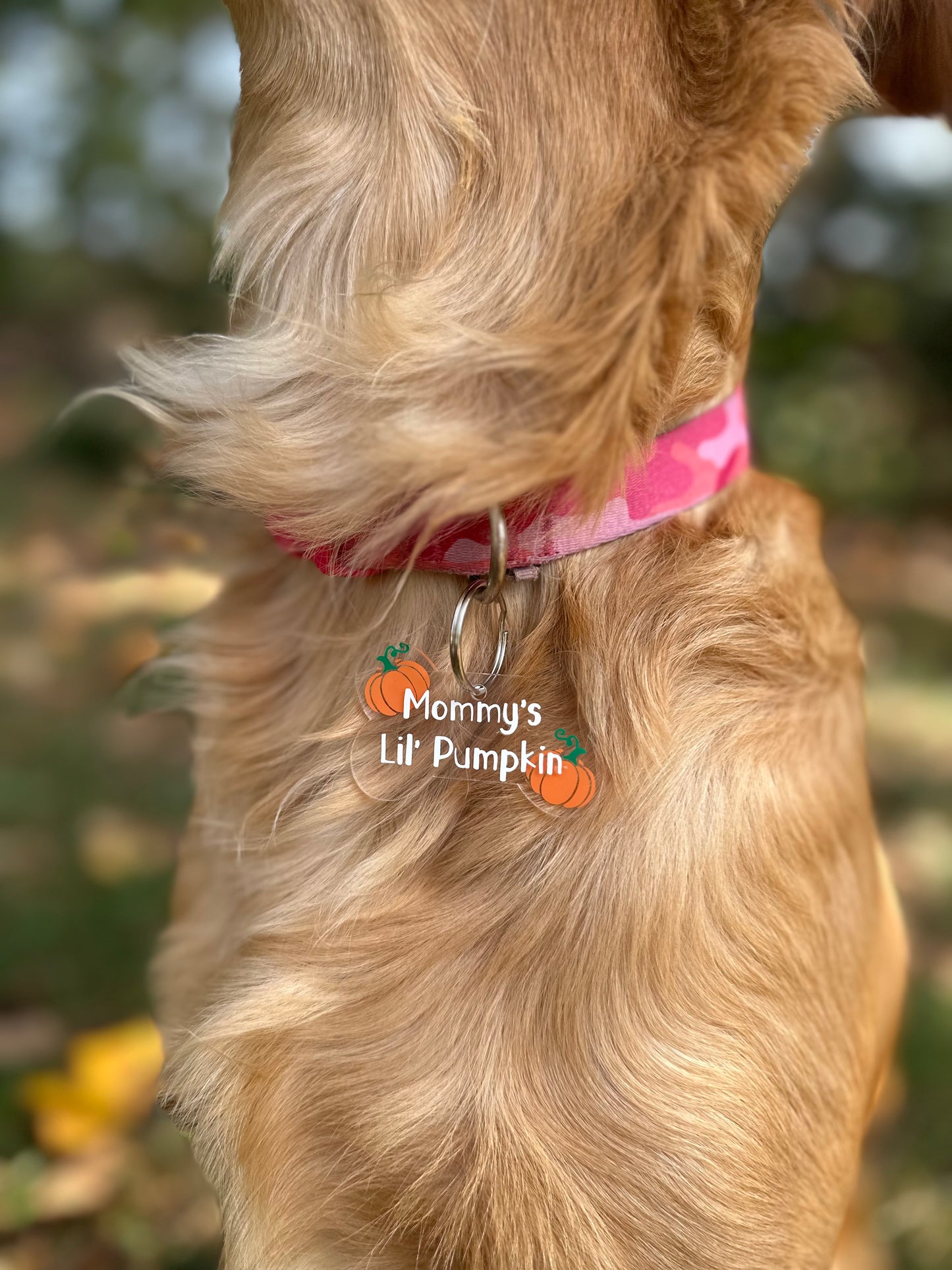"Mommy's Lil' Pumpkin" Pick of the Patch Dog Tag (Copy)